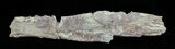Cimolichthys (Cretaceous Fish) Vertebra - Kansas #61440-1